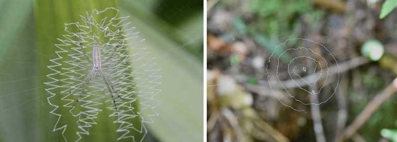 左:ナガコガネグモの白帯 右:ウズグモの白帯