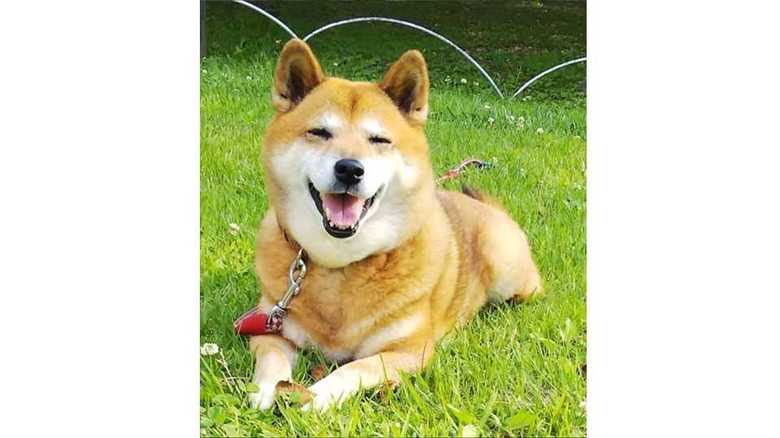 実験に参加した犬 提供:研究チーム