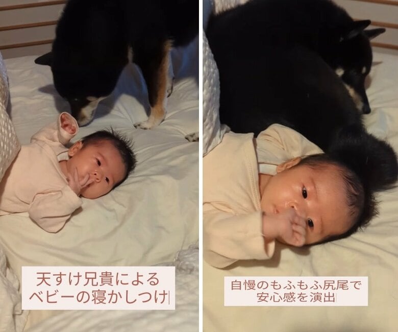 さっちゃんにしっぽでソフトタッチする天すけくん