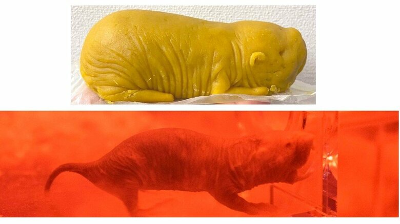 上：スイートポテト　下：実際のハダカデバネズミ　提供:AQUARUMU×ART átoa
