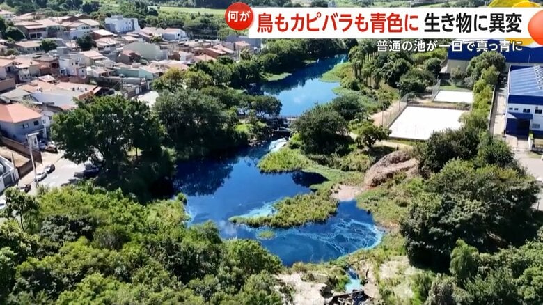 水そのものが濃い青色に染まった池