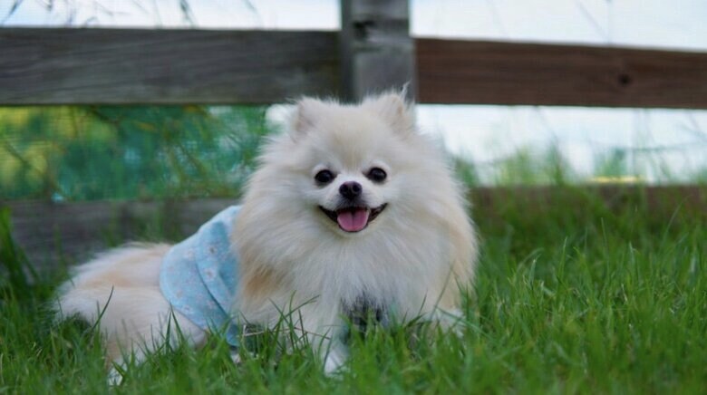 マリンちゃん（提供：愉快な3姉妹ポメラニアンさん）