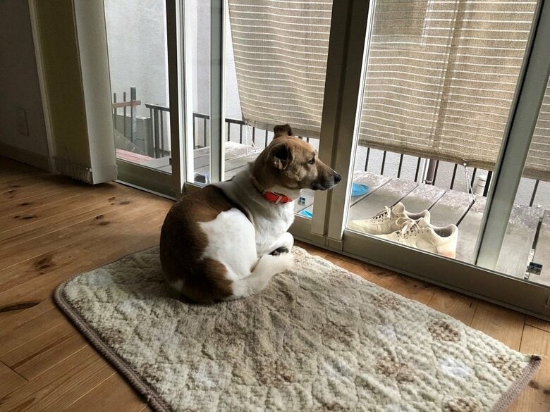 暮らし始めた頃のルビーちゃん　ずっと外を寂しそうに見ていたという
