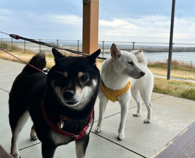 提供：柴犬のくぅとそらさん