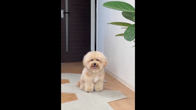 飼い主さんの様子を伺う