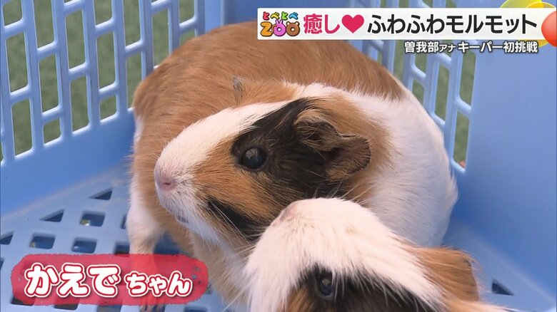 モルモットのかえでちゃん