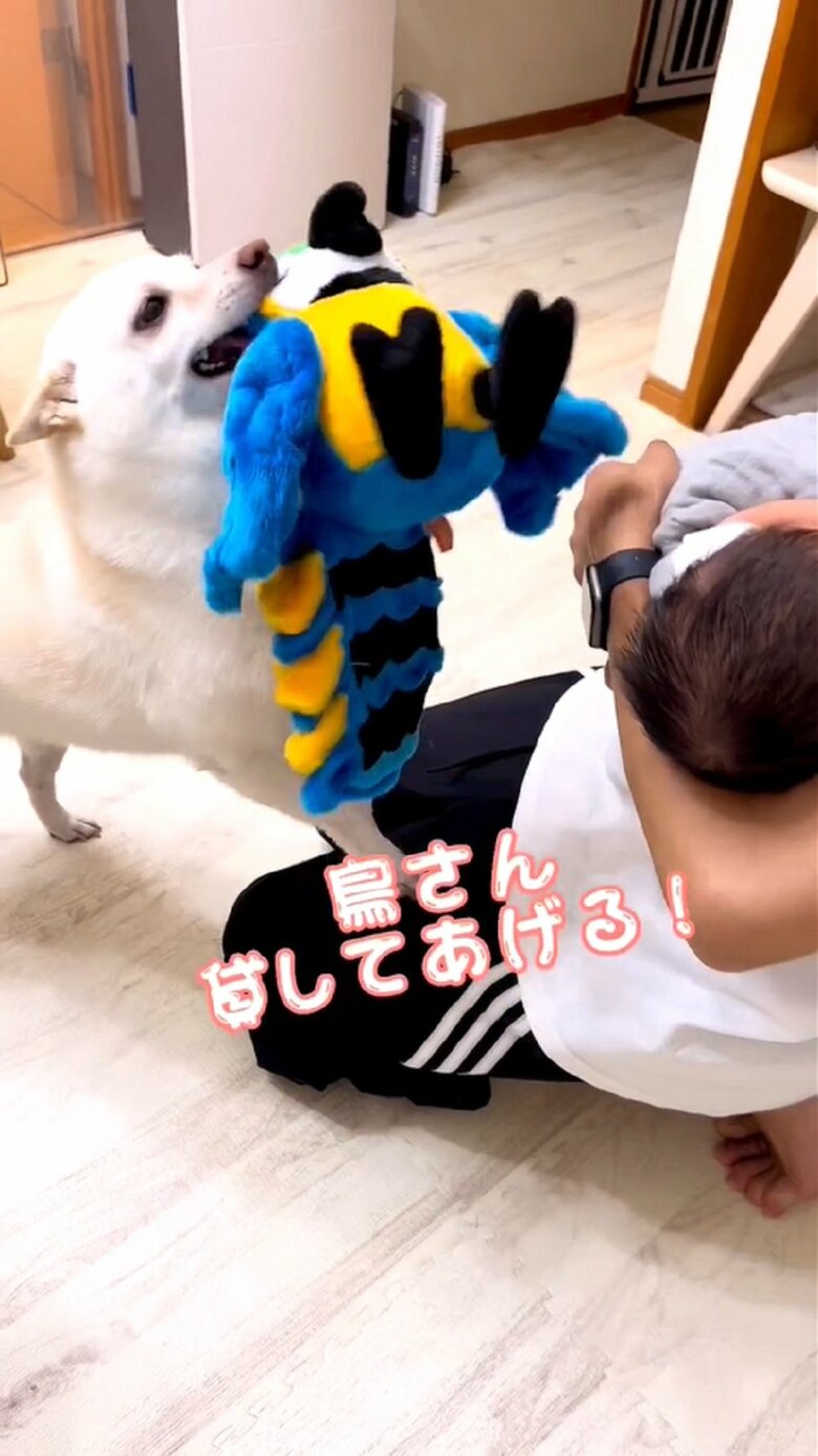 何度も渡してくるまめたちゃん