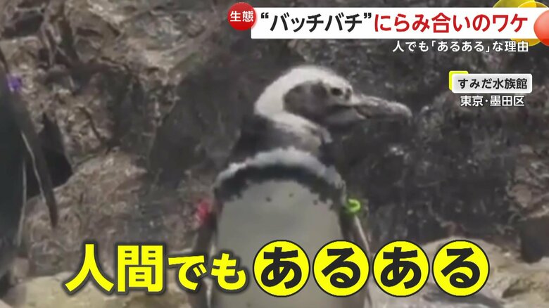 “人間でもあるある”のパーソナルスペースがにらみ合いの原因