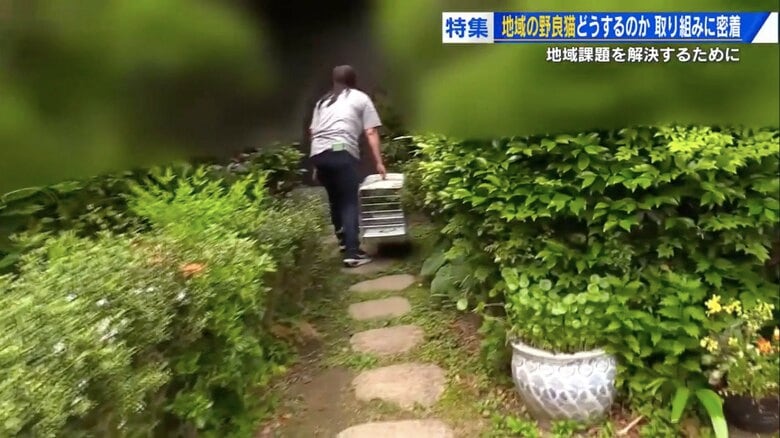 ネコの通り道に捕獲器を仕掛ける中井さん