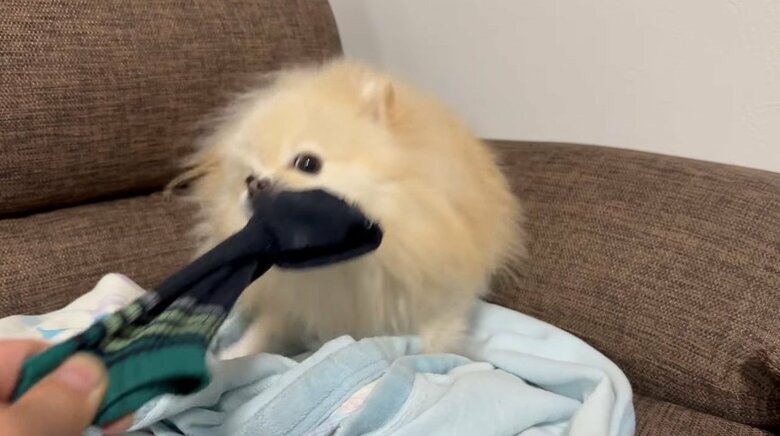 提供：愉快な3姉妹ポメラニアンさん