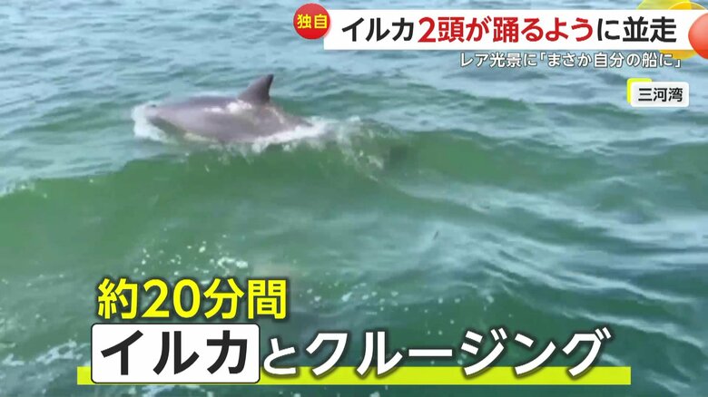 男性は約20分間にわたりイルカとのクルージングを楽しんだ