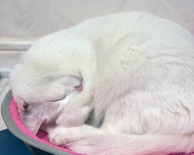 提供：絵子猫さん