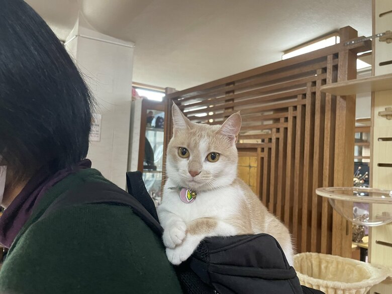 こんなところに登ることも