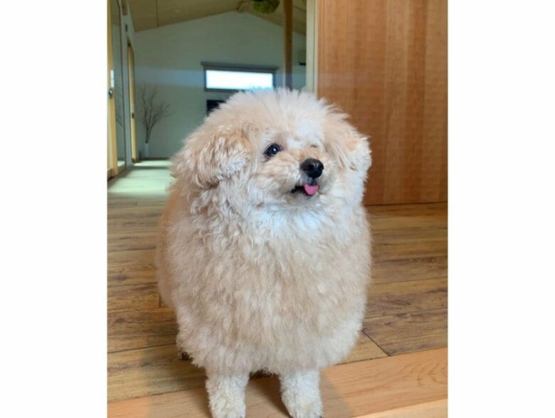 提供：＠tsuru_323さん