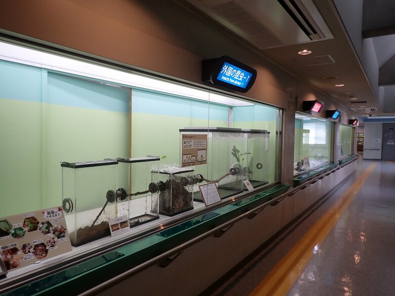 多摩動物公園「昆虫園本館」【画像：（公財）東京動物園協会】