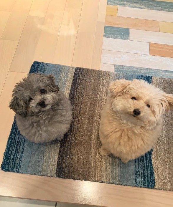 提供：＠tsuru_323さん