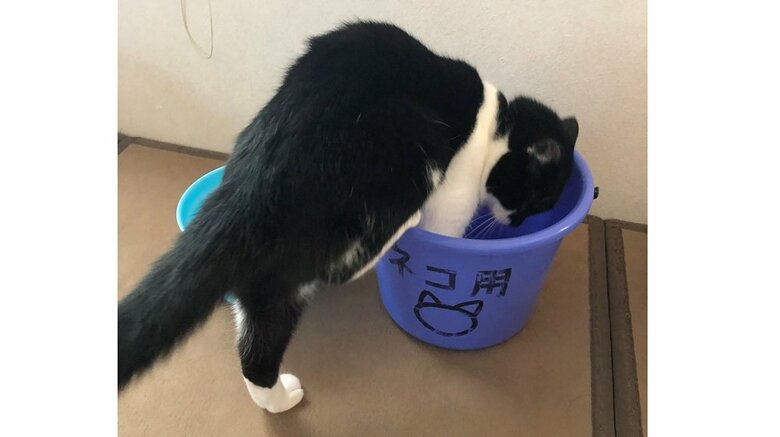 自らバケツへ…積極的にお風呂へ向かっている？