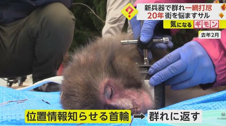 首輪をサルに取り付ける様子