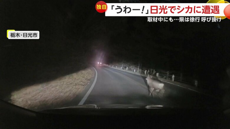 シカが車の前に飛び出す瞬間（10月30日、栃木・日光市）⑦