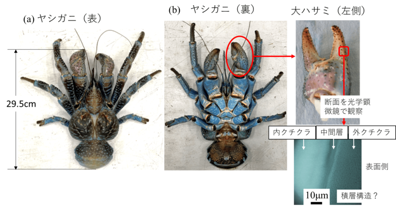 研究対象のヤシガニ　　提供：国立研究開発法人 物質・材料研究機構