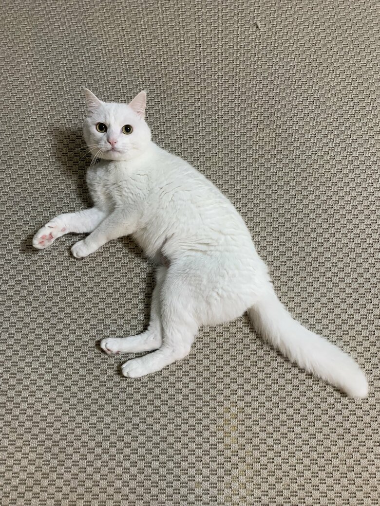 提供：@hakusama0906