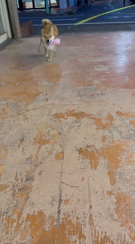 迎えに来たけど…（提供：柴犬はらみさん）