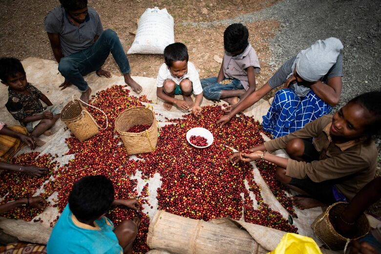 コーヒー生産者の生活向上を（写真提供：ピースウィンズ・ジャパン）