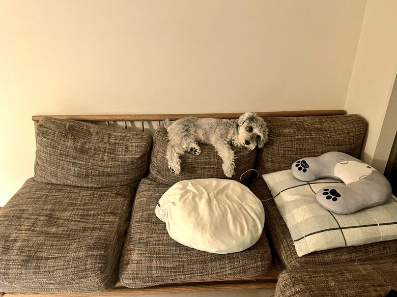 ソファでくつろぎ中