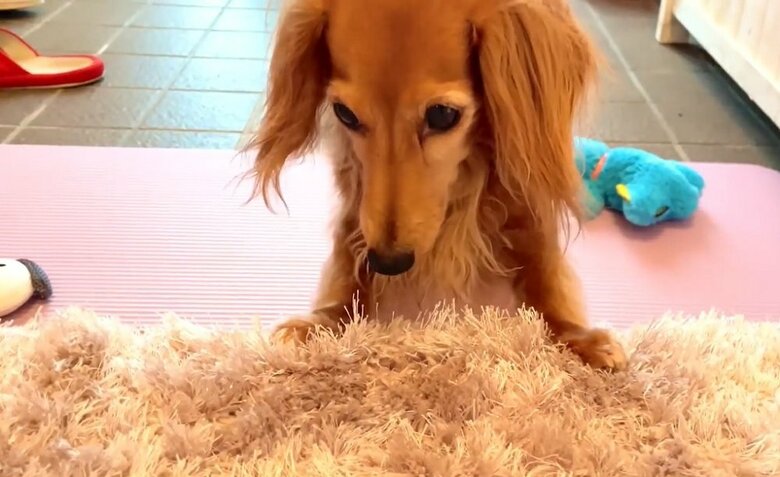 「ごめんなさいする」