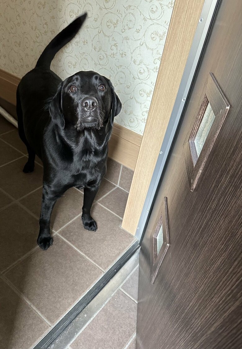 「絶対帰ってきてね」飼い主さんが仕事へ行くのを見送っている