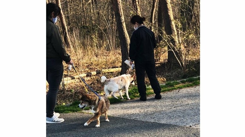 マスク姿で動物を散歩させるスタッフ