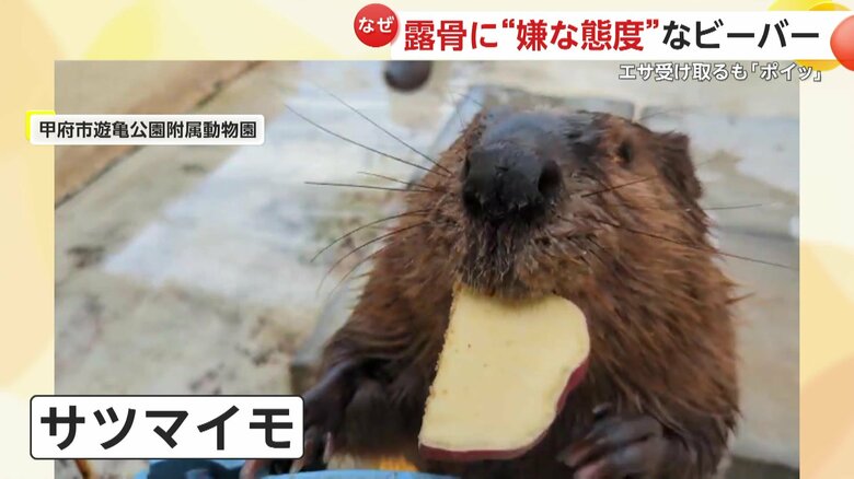 さつまいもはすぐに受け取っていたビーバー