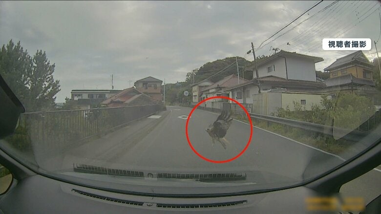 車の前に突然大きな生き物が