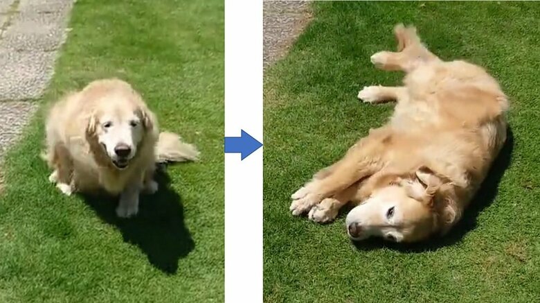 ほふく前進からのなでなで要求