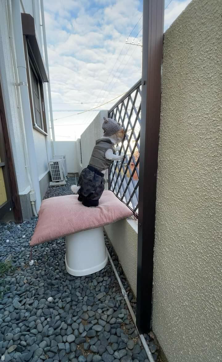 提供：SORA/ちわわさん