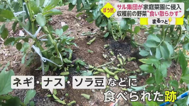 「イット！」8月16日放送分より