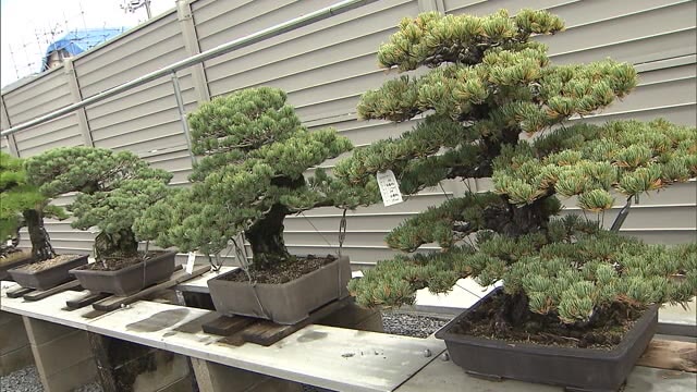盆栽のプロが手ほどき 高松盆栽学校開校【香川・高松市】
