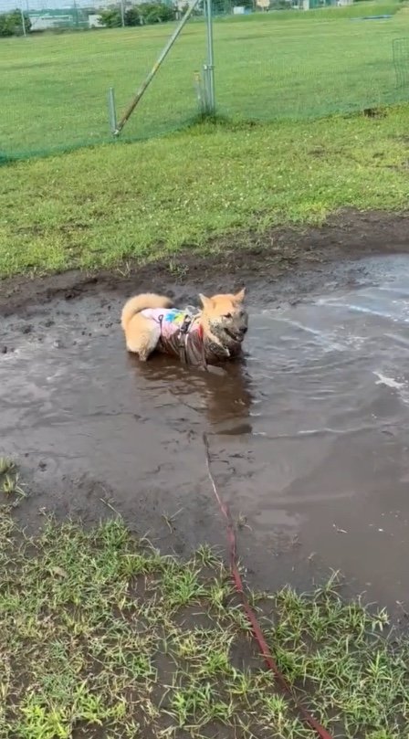 提供：柴犬まるやん日記さん