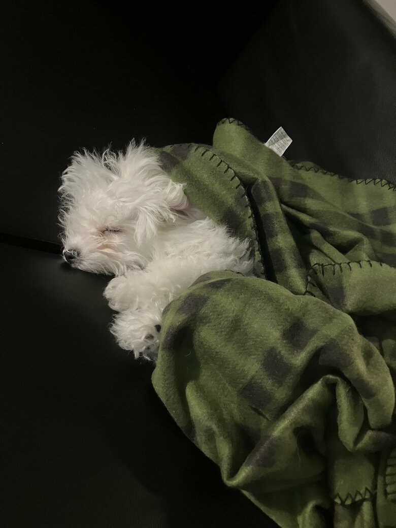 提供：白く、柔らかな犬さん