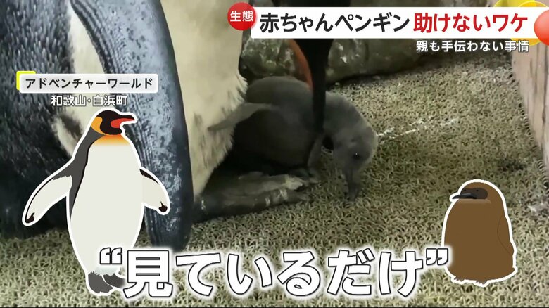 親子や繁殖相手であっても、お互いに羽根を整えあうことはないというペンギン