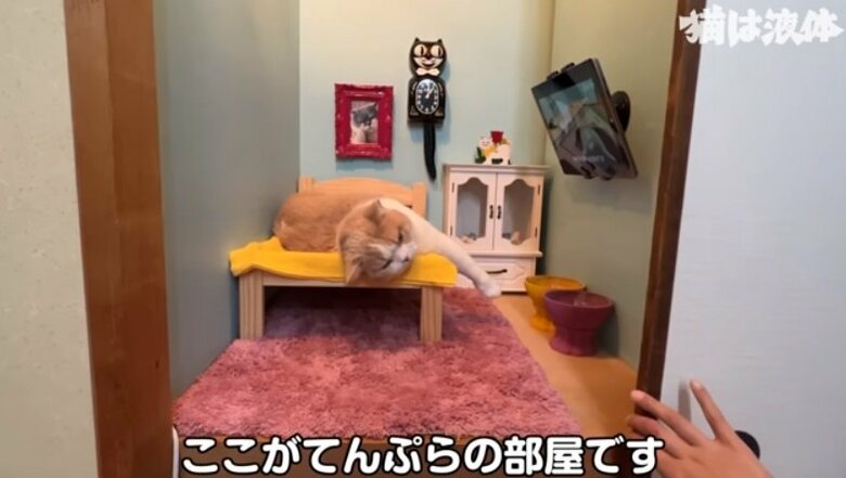 押入れに作られたてんぷらくんの「専用部屋」