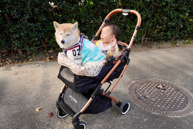 提供：飼い主さん（＠shibainu.berry）