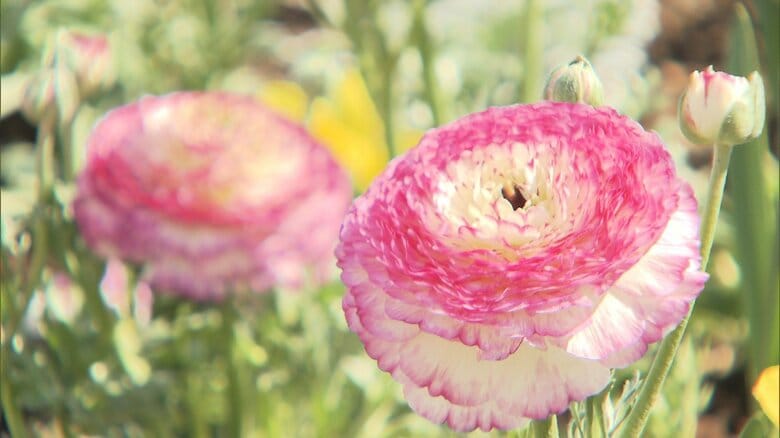 イギリスをイメージしたバラ園