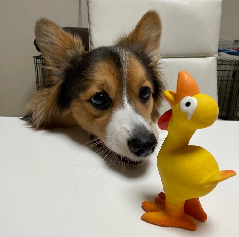 「何だこいつ…」