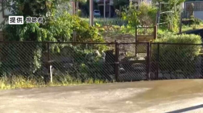 クマが民家の敷地に出没（提供視聴者）