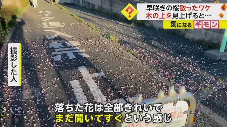 早咲きの桜が地面に散っている様子