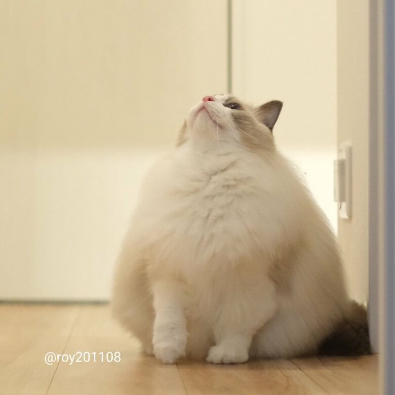 提供：ロイ(Roy)くん@ラグドールさん