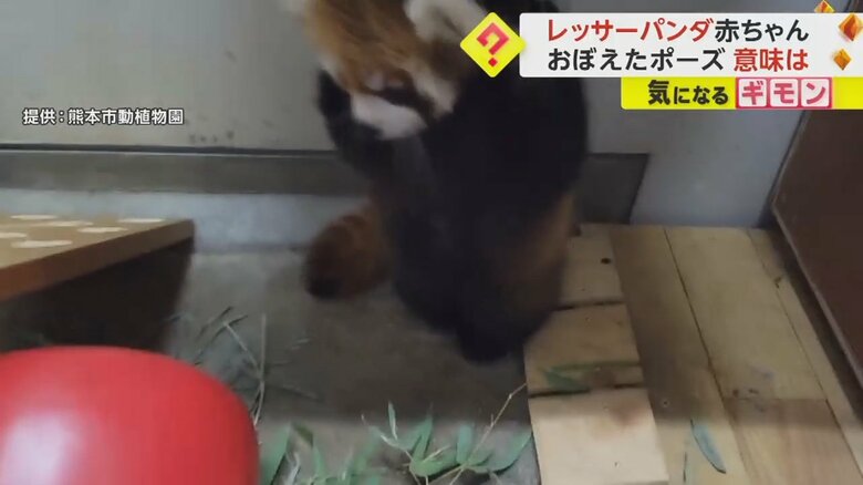 赤いおもちゃに体当たりするレッサーパンダの杏香