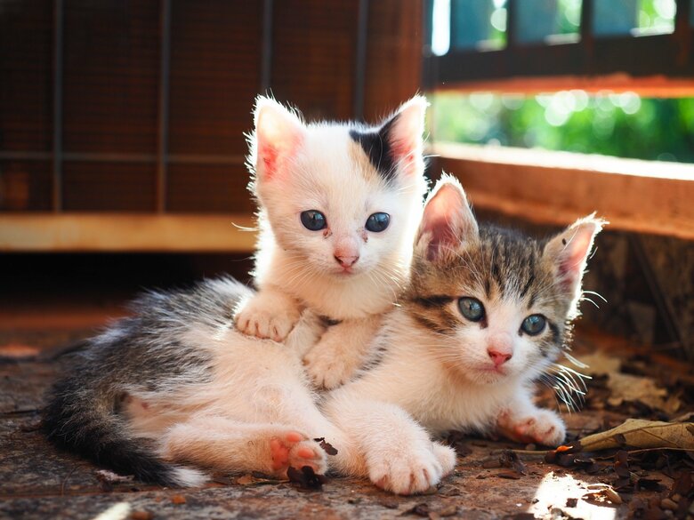 （画像はイメージ）