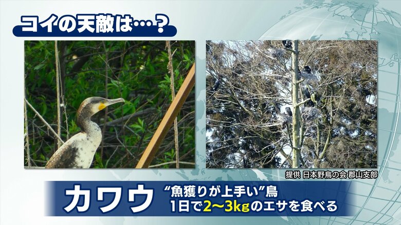 鯉の天敵カワウ